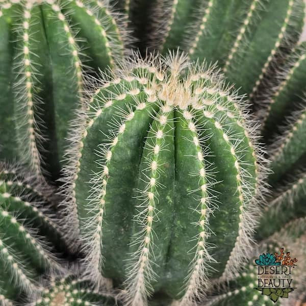 joseph's coat cactus Opuntia monacantha 'Variegata' --Joseph's Coat Cactus-- main image 0