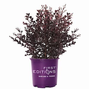 Winecraft Black® - Smokebush - Cotinus coggygria