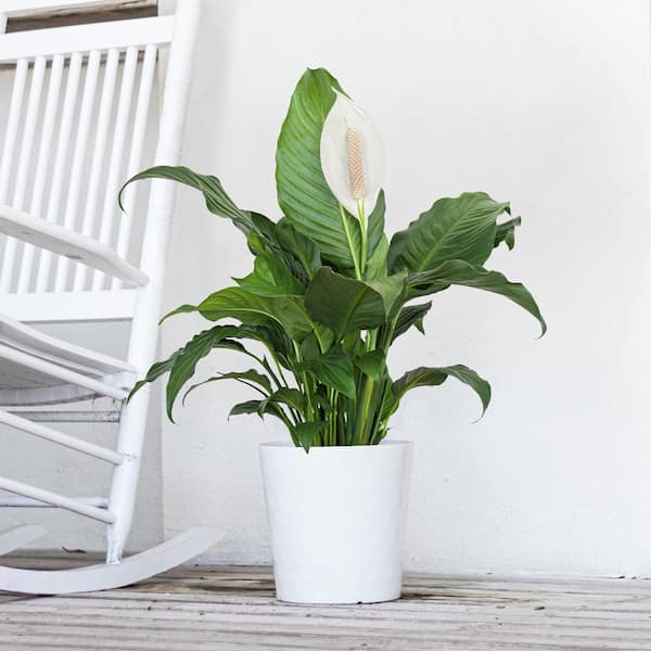 United Nursery Peace Lily Spathiphyllum Sympathy Live Plant in 9.25 inch  Grower Pot 00038 - The Home Depot