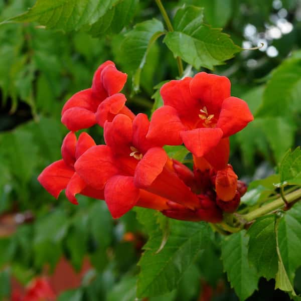 national PLANT NETWORK 3.25 in. 'Hot Lips' Campis Perennial Plant Red Flowers with 3-Piece