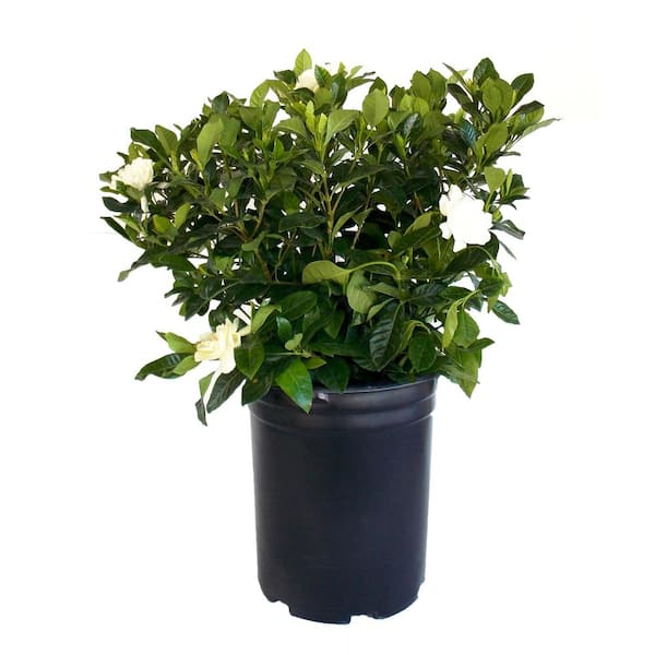 5 Gal Gardenia Veitchii Plant with White Blooms