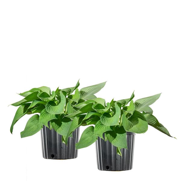 Perfect Plants 1 Gal. Halcyon Hosta - 2 Pack