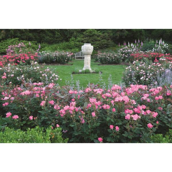 KNOCK OUT 1 Gal. White Knock Out Rose Bush with White Flowers 13170 - The  Home Depot