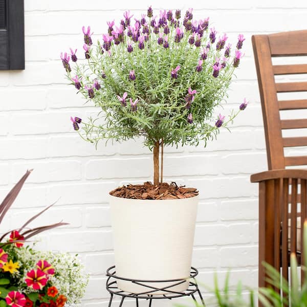 2.5 QT. Lavender Tree Perennial Plant