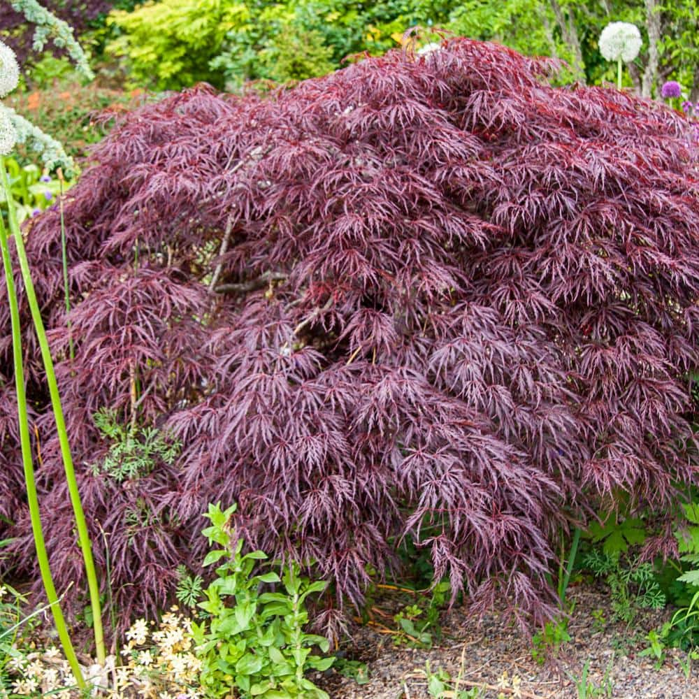 Spring Hill Nurseries 2.25 Gal. Pot Crimson Queen Japanese Maple ...