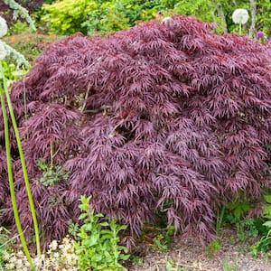 2.25 Gal. Pot Crimson Queen Japanese Maple Ornamental Tree Grown (1-Pack)