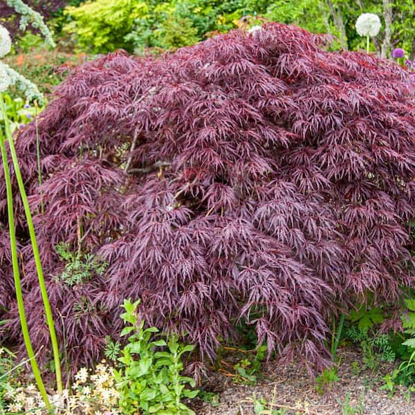 Spring Hill Nurseries Crimson Queen Japanese Maple Potted Ornamental Tree (1-Pack)