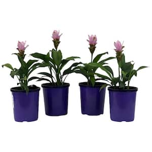 2.5 Qt. Curcuma Siam Plant Pink Solar Flowers in 6.33 In. Grower's Pot (4-Plants)