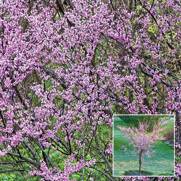 BELL NURSERY 10 Gal. Cercis Pink Forest Pansy Plant