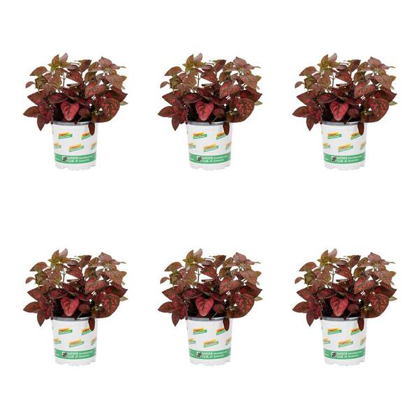 Vigoro 1-Pint Hypoestes Splash Select Red Polka Dot Plant Annual Plant ...