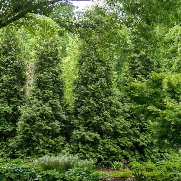 2.5 Qt. Thuja Green Giant Arborvitae Evergreen Tree