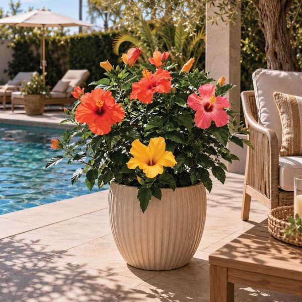 NATURE'S WAY FARMS 2 Gal. Hibiscus Trio Plant with Assorted Bloom