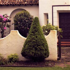 3 Gal. Dwarf Alberta Spruce Tree with Naturally Pyramidal Evergreen Foliage