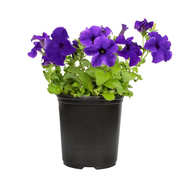 ALTMAN PLANTS Petunia (Blue-Purple Blooms) Outdoor Garden Annual Plant in 2.5 qt. Grower Pot