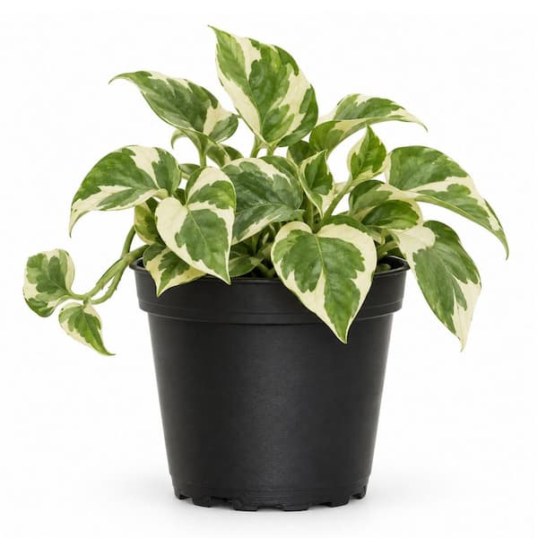 4 in. N'Joy Pothos Live Indoor Plant in Grower Pot