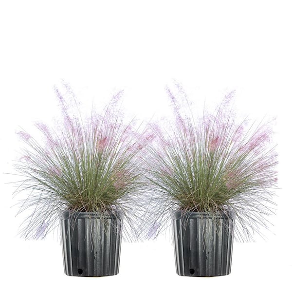 Unbranded 3 Gal. Pink Muhly Grass (2-Pack)