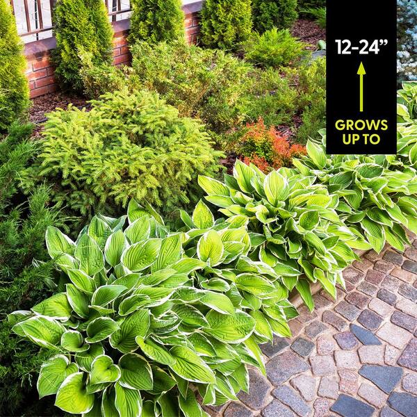 VAN ZYVERDEN Lavender Hosta Francee Roots (5-Pack) 83783 - The