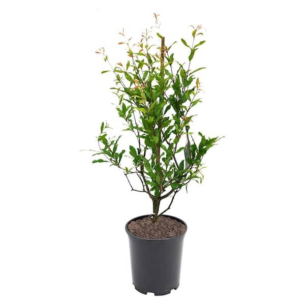 Lowe's 3.58-Gallon Pomegranate Tree (L7402) - Upright Deciduous Tree with  Showy Red Flowers - Full Sun - Medium Growth Rate in the Fruit Plants  department at