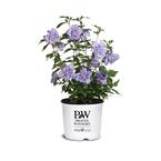 2 Gal. Blue Chiffon Rose of Sharon (Hibiscus) Plant with Blue Flowers