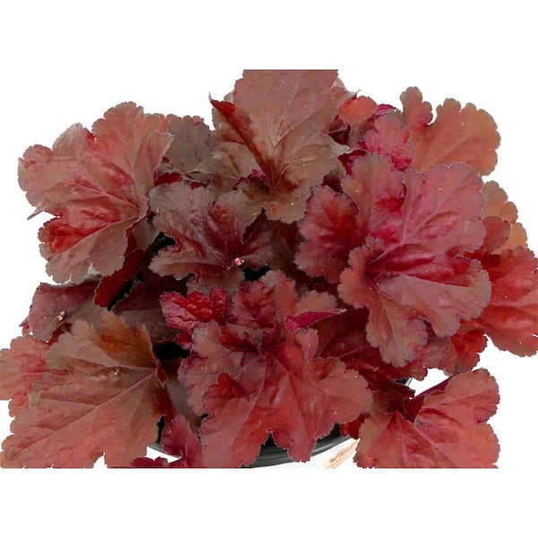 2.5 Qt. Perennial Heuchera Forever Red (4-Pack)