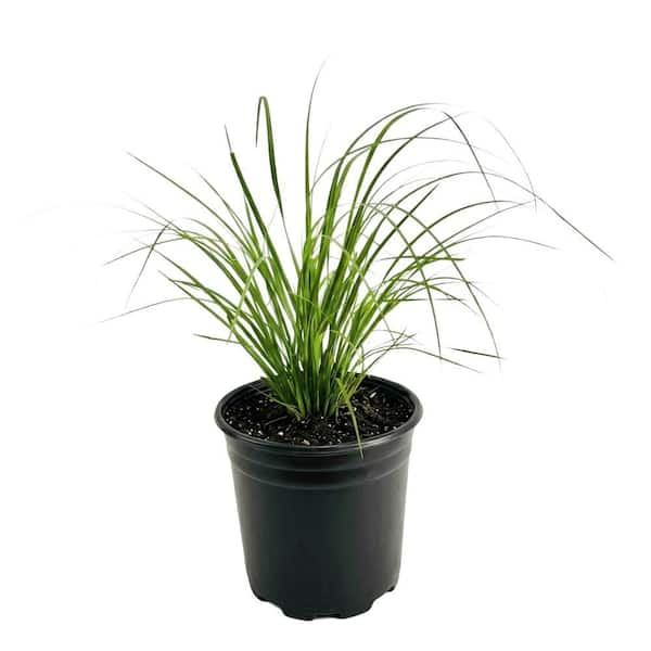 3 Gal. Pink Pampas Grass (Rosea Cortaderia) Live Full Sun Perennial Ornamental Grass Plant with Silky Pink Plumes