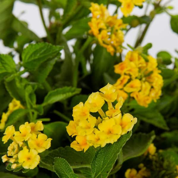 Vigoro 2 QT Lantana 'Chapel Hill Gold' Yellow Perennial Plant