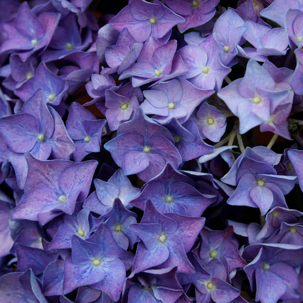 2 Gallon Blue and Purple Hydrangea Flowering Shrub