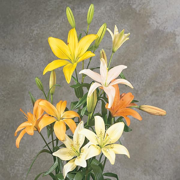 ALTMAN PLANTS Marietta Assorted Mix Asiatic Lily Plant #7.4