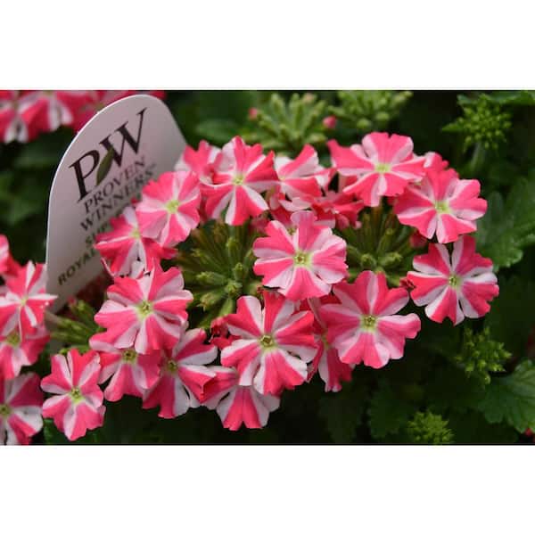 PROVEN WINNERS 1 Qt. Superbena Royale Cherryburst Verbena Plant