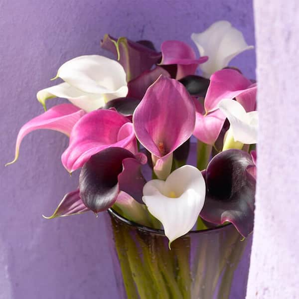 Garden State Bulb 14/+cm, Purple Rain Mixed Calla Lily