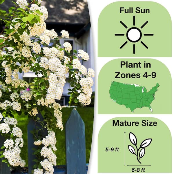 Bridal Wreath Spirea Shrub in 1 Gal. Grower's Pot