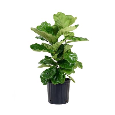 Ficus Lyrata Plant Live Fiddle Leaf Fig Houseplant in 9.25 in. Grower Pot