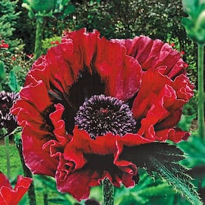Harlem Pink Flowering Oriental Poppy Dormant Bare Root Perennial Plant Roots (3-Pack)