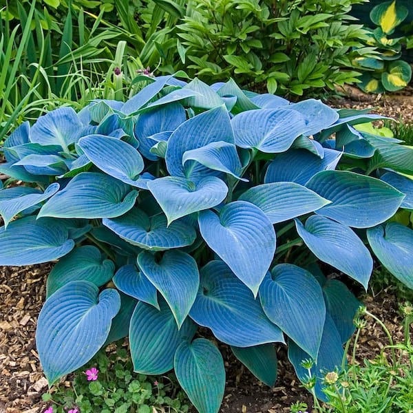 Spring Hill Nurseries Blue Foliage Halcyon Hosta Live Bareroot Perennial Plants (10-Pack)