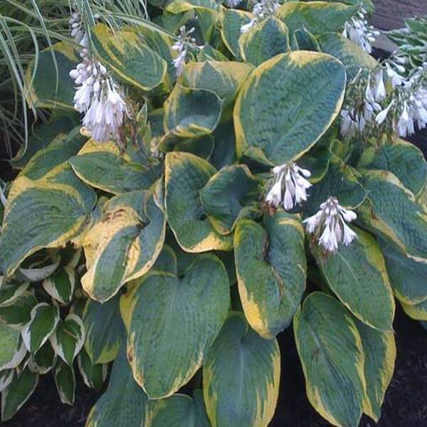 OnlinePlantCenter 1 Gal. Frances Williams Hosta Plant