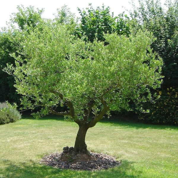 national PLANT NETWORK 4 in. Olive Tree HD2543 - The Home Depot