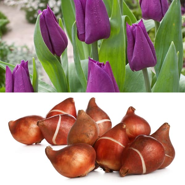 Purple Tulip Bulbs