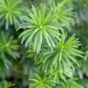 2 Gal. Plum Yew Yewtopia, Live Evergreen Shrub, Dark Green Needled Foliage