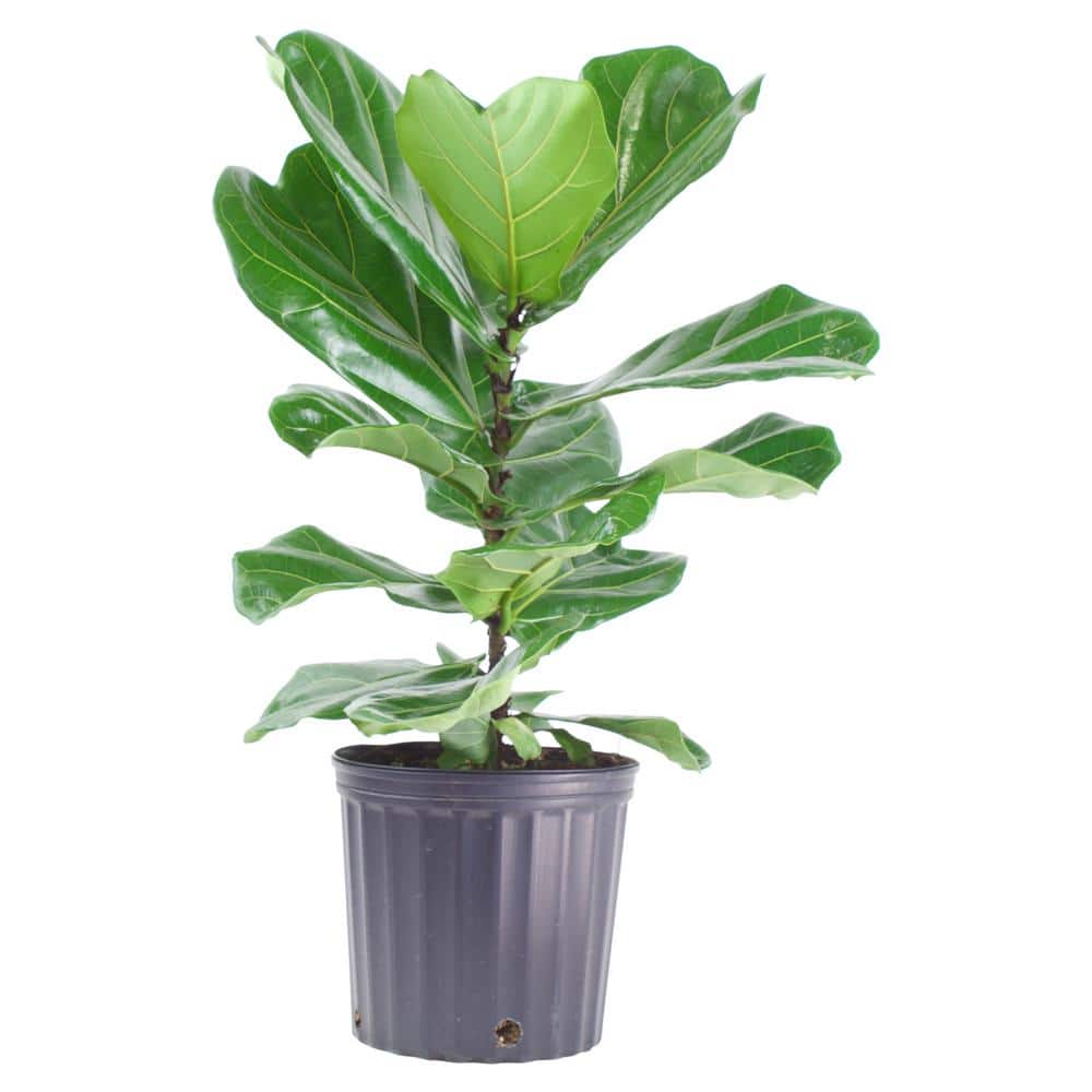 Pure Beauty Farms 1.9 Gal. Ficus Lyrata Plant in 9.25 In. Grower's Pot ...