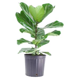 1.9 Gal. Ficus Lyrata Plant in 9.25 In. Grower's Pot