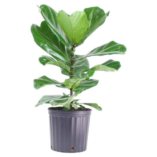 Pure Beauty Farms 1.9 Gal. Ficus Lyrata Plant in 9.25 In. Grower's Pot