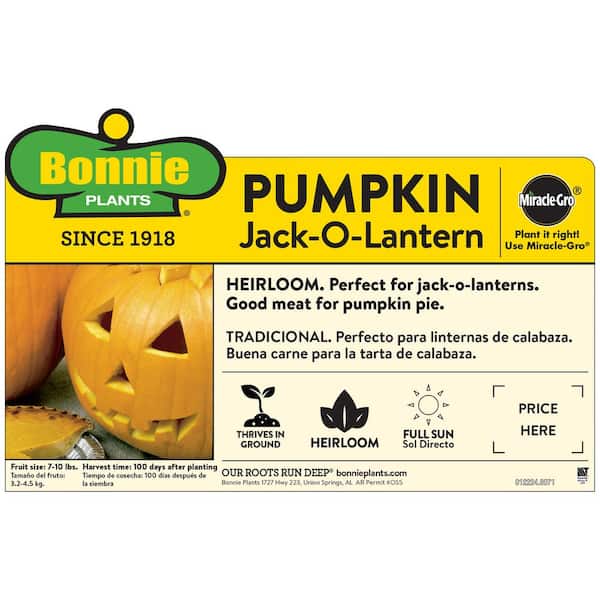 19 oz. Jack-O-Lantern Pumpkin Plant