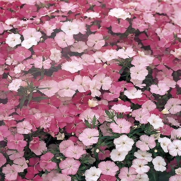 Unbranded #1 Bouquet Rose Magic White and Pink Dianthus Plant