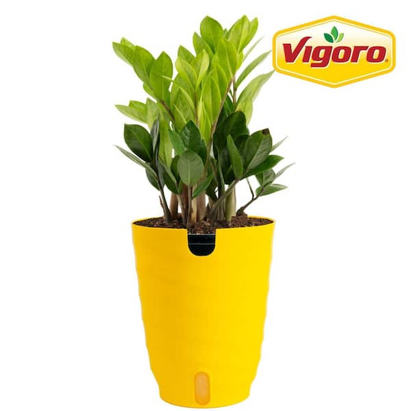 Costa Farms Trending Tropical Raven ZZ Indoor Plant in 6 in. Self