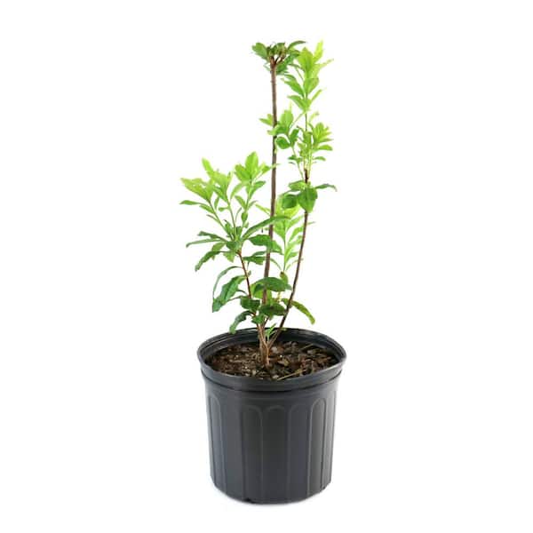 national PLANT NETWORK 3 gal. Native Azalea Lafeyette Acree Live