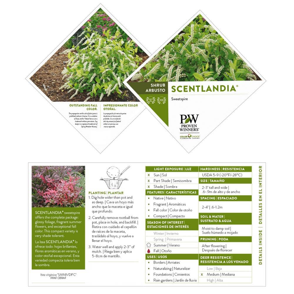 2 Gallon White Fragrant Itea Sweetspire Shrub