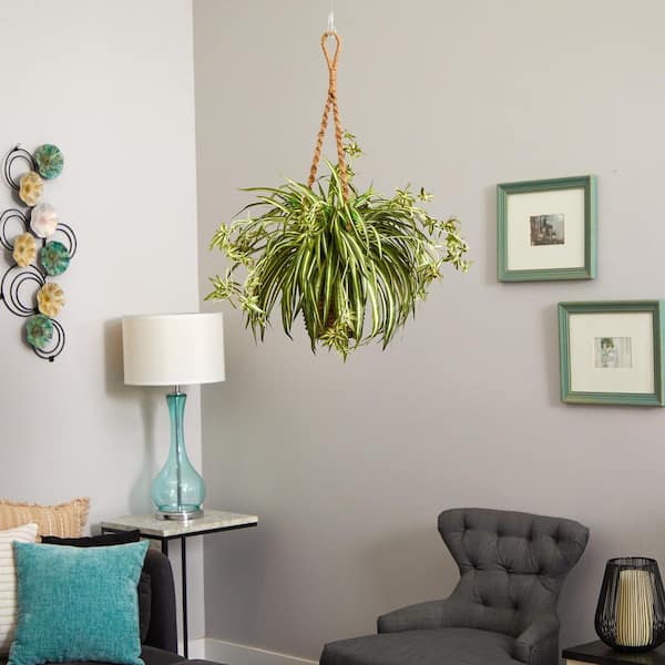 Spider Plant - 10 hanging basket – Shelley's Garden Center