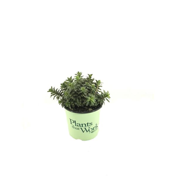 Plants That Work Stonecrop (Sedum) Jade Tuffet