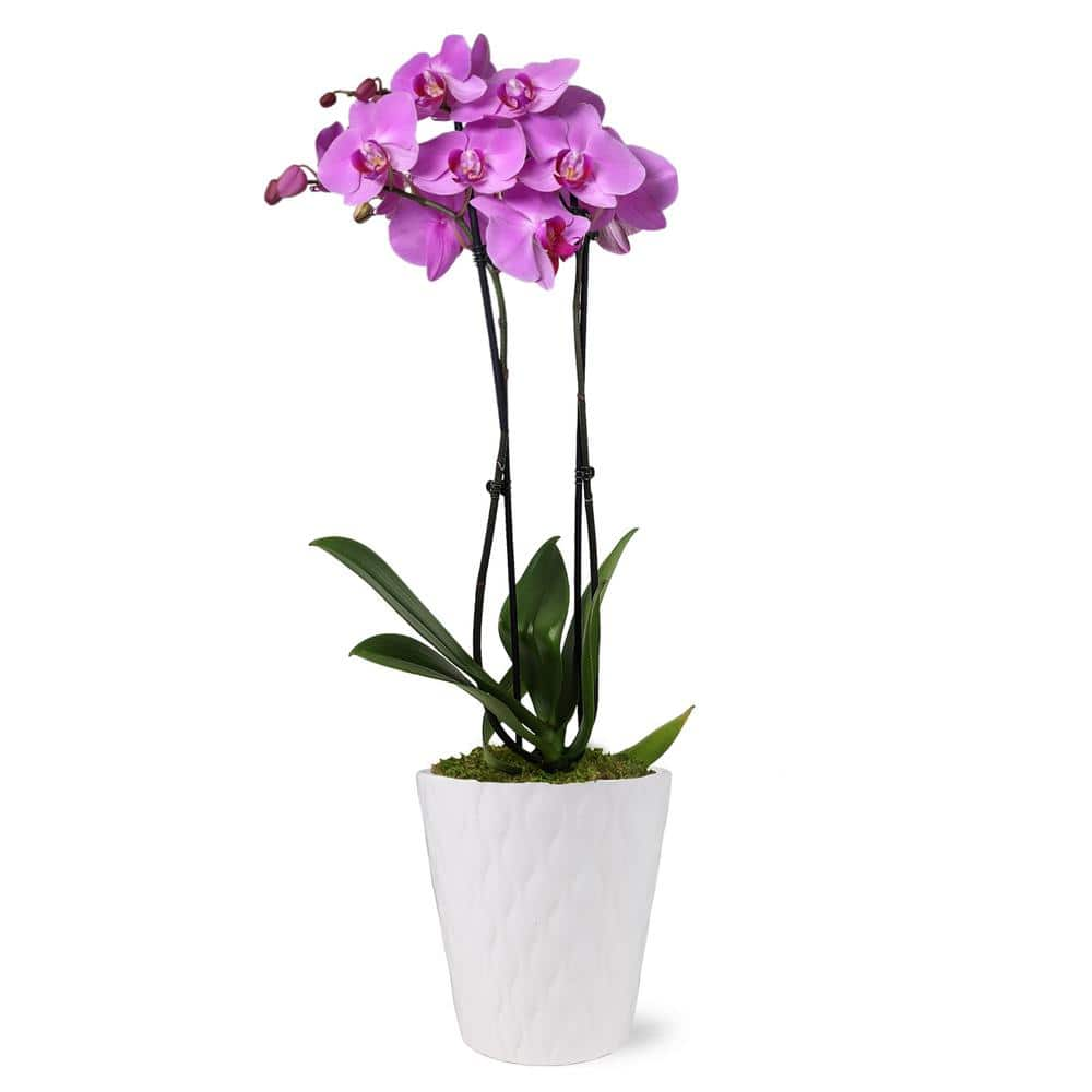 Orchid (Phalaenopsis) Pink Plant in 5 in. White Ceramic Pottery -  Just Add Ice, J5007