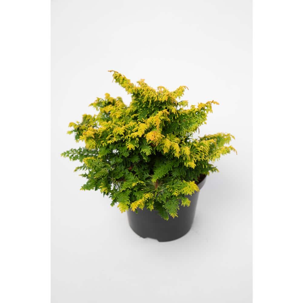 Online Orchards 1 Gal. Fernspray Gold Hinoki Cypress Shrub EGTC005